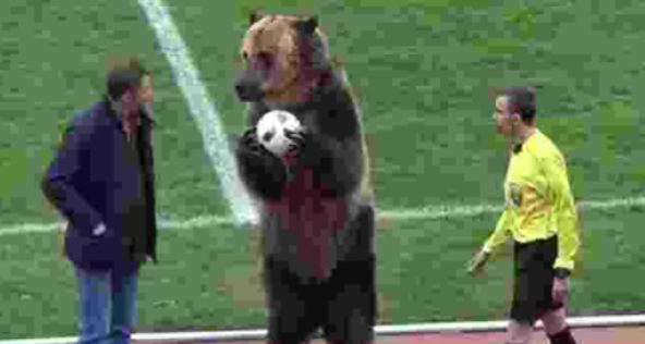 Grupo de proteção aos animais condena presença de urso em jogo na Rússia